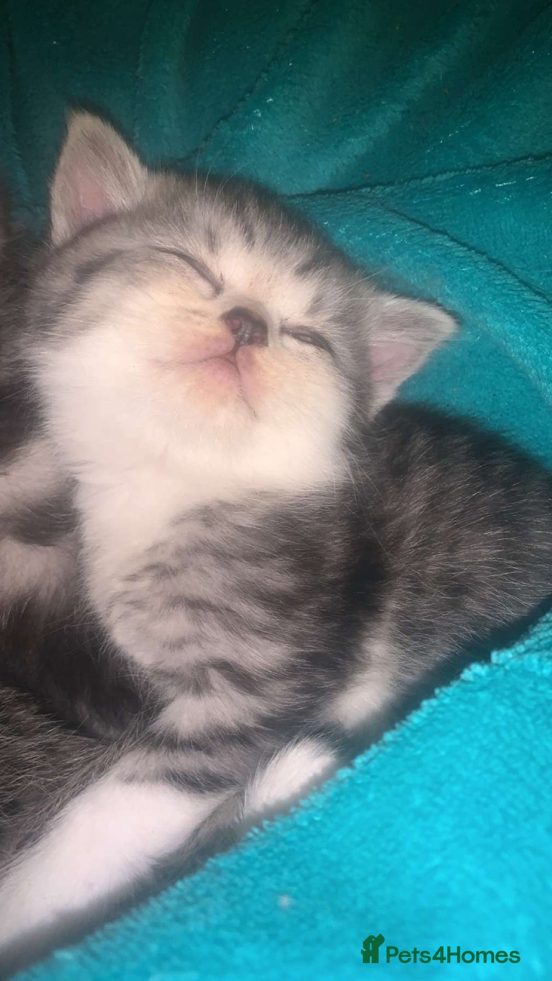 British Shorthair cats for sale: Rare silver tip British shorthair kittens - Advert 6