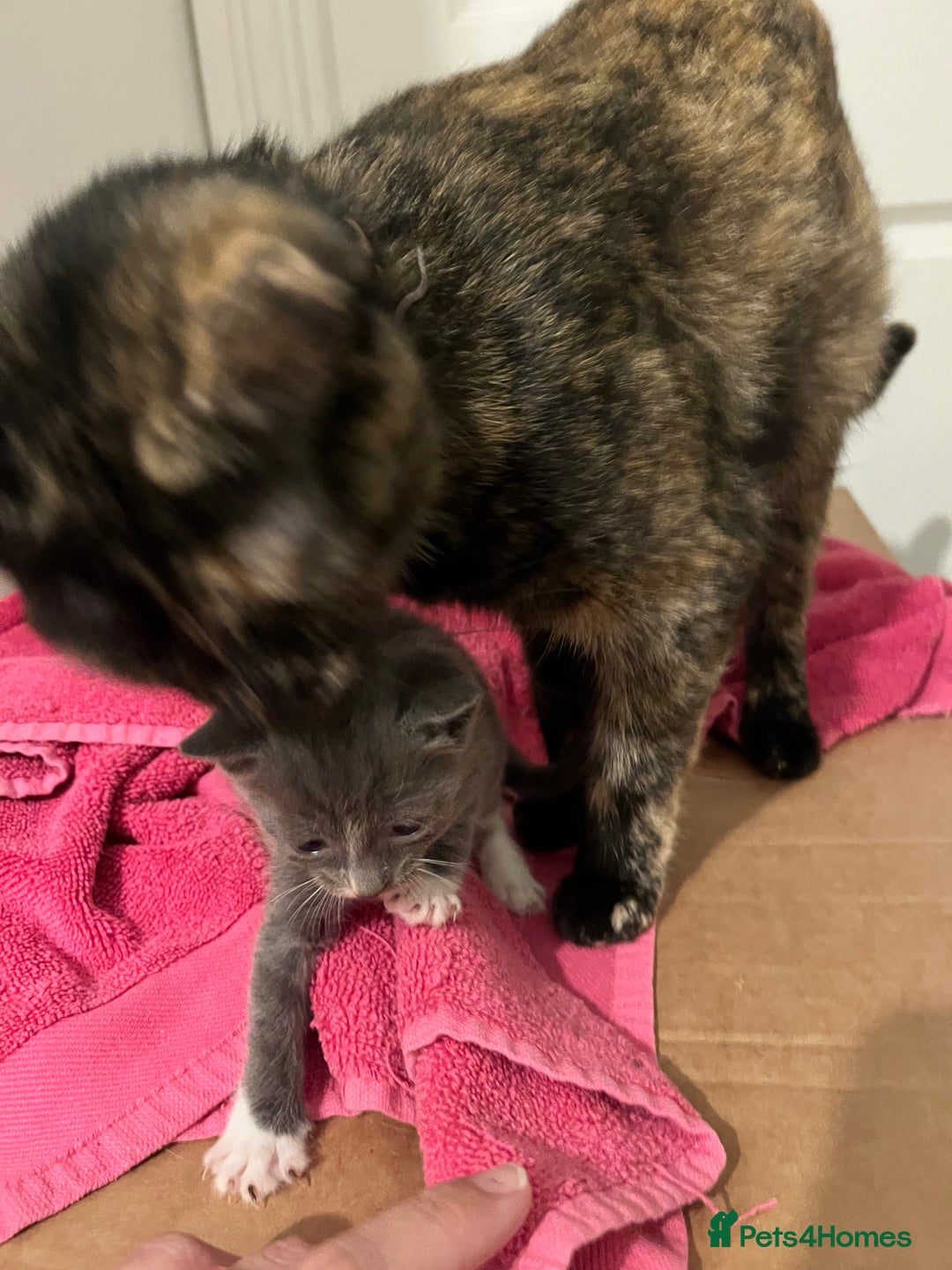 British Shorthair cats for sale: 4 beautiful kittens  - Image 2