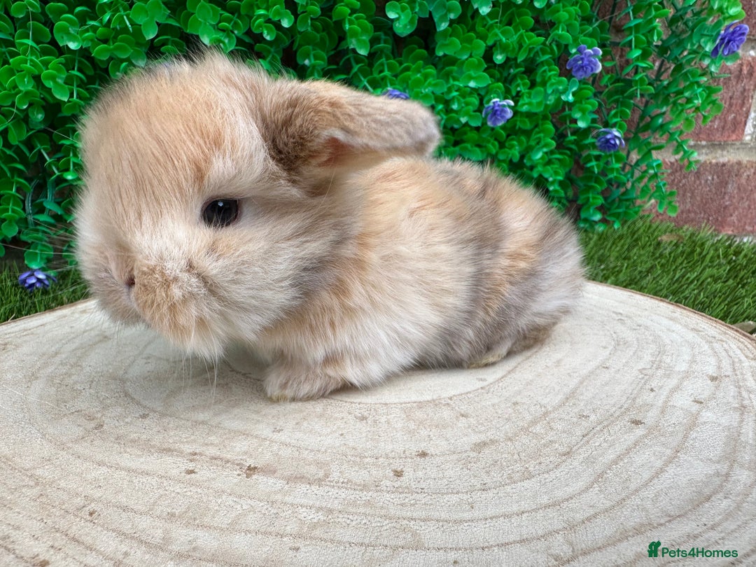 Mini Lop rabbits for sale: Stunning mini lops - Image 11