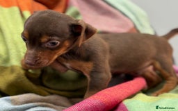 Jack Russell dogs for sale: 9 weeks old Jack Russel puppy's  - Image 12