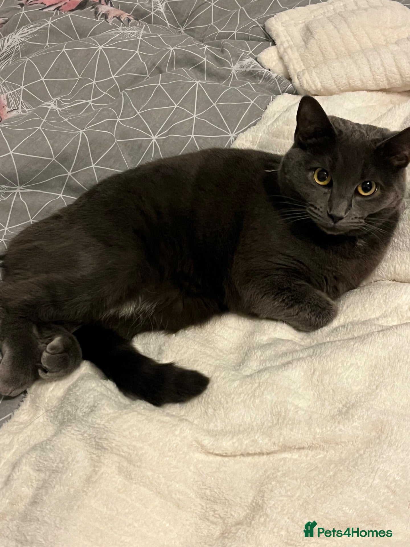 Mixed Breed cats 1 Year old female cat - Advert 4