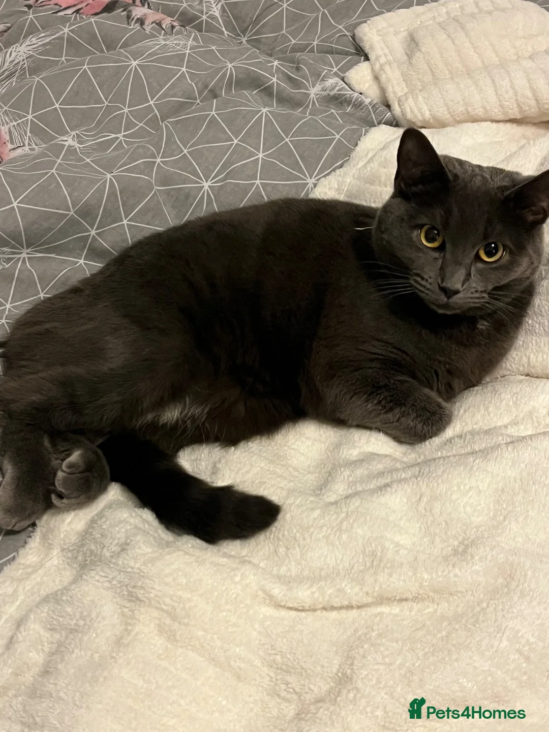 Mixed Breed cats for sale: 1 Year old female cat in Epsom - Advert 1