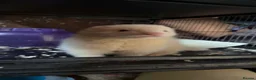 Ferret rodents for sale: 2 female ferrets  - Advert 5
