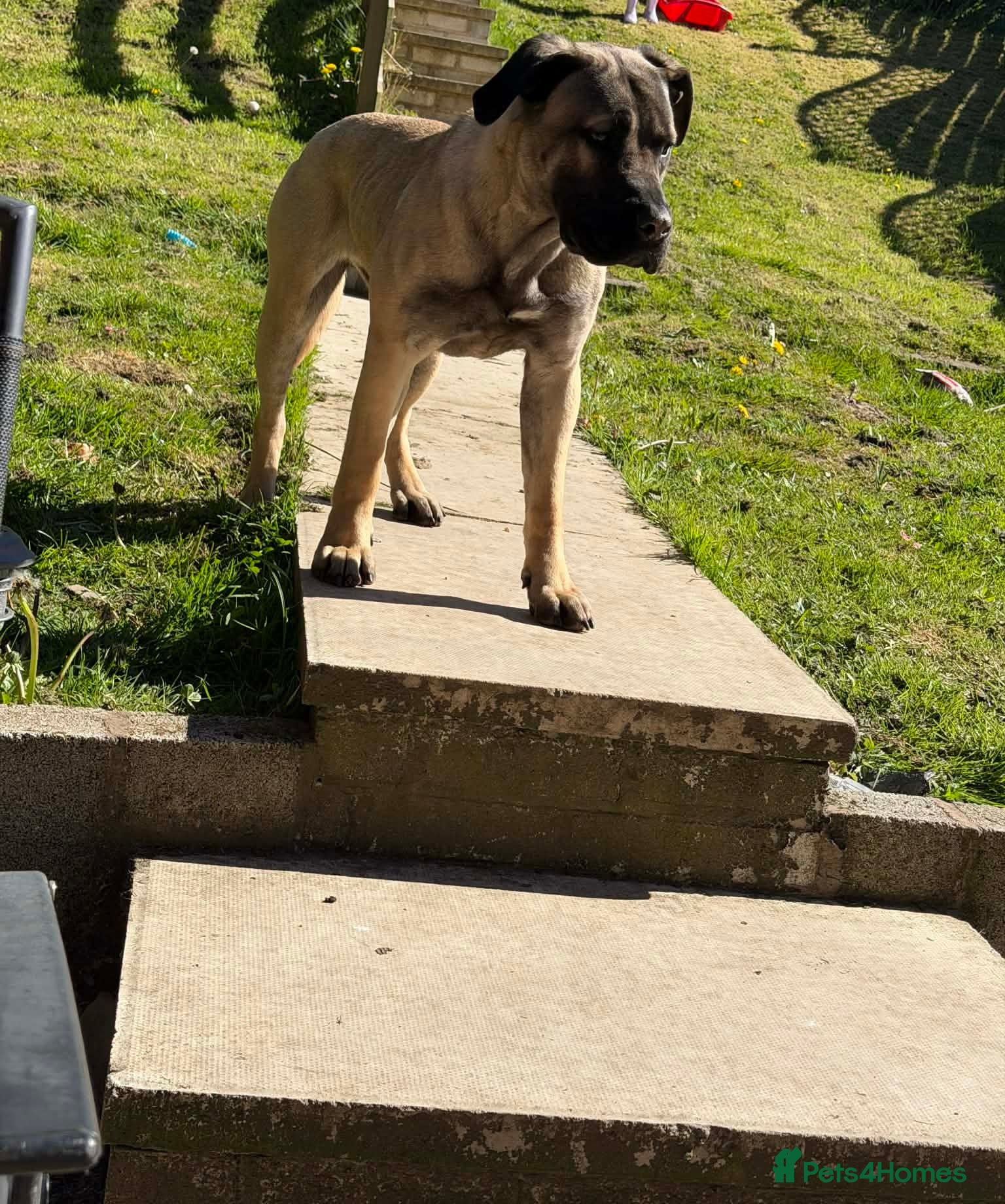 Presa Canario dogs Presa Canario Female  - Advert 3