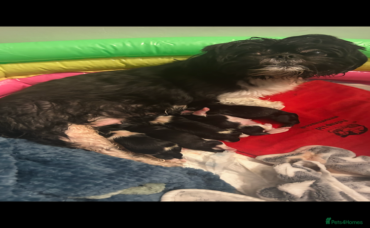 Shih Tzu dogs Shih tzu half imperial  - Advert 16