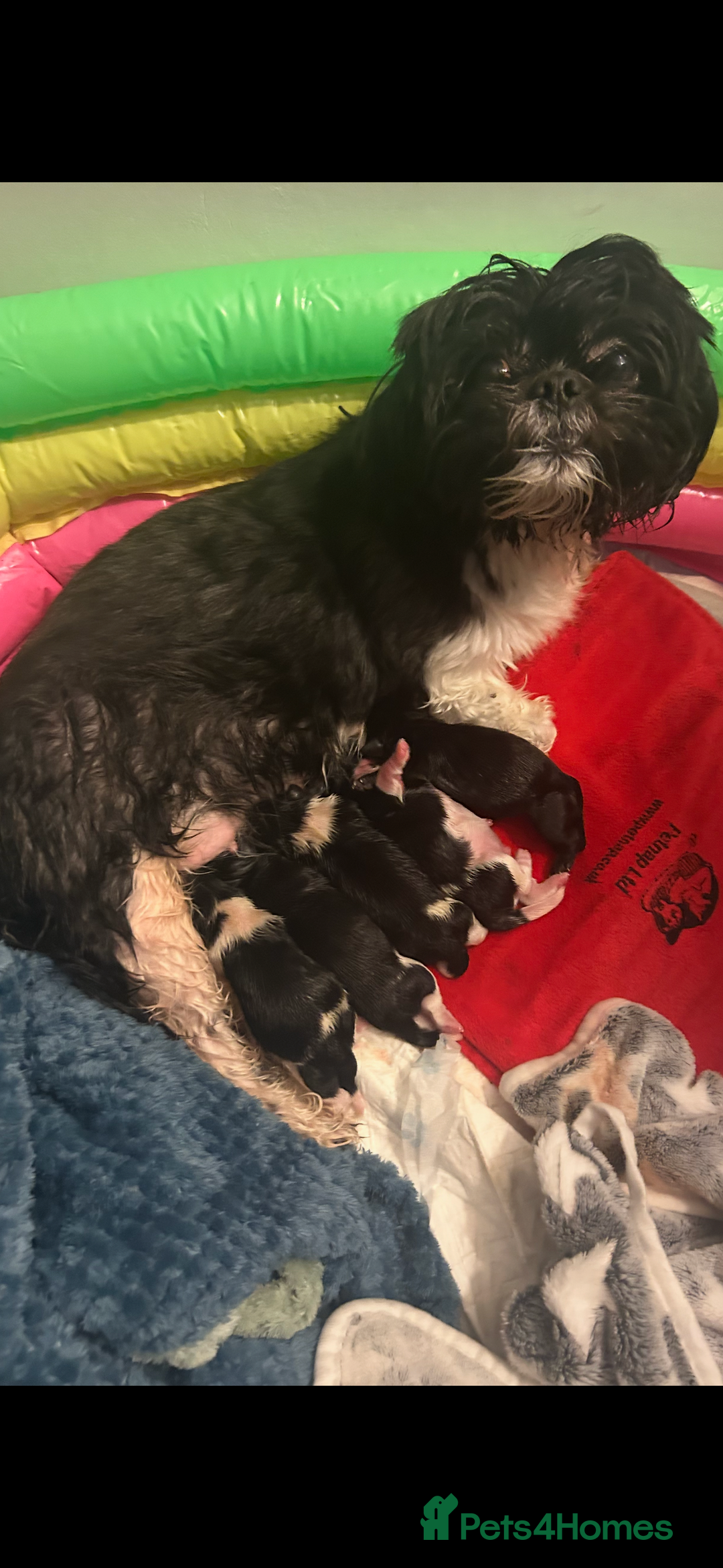 Shih Tzu dogs for sale: Shih tzu half imperial  - Advert 1