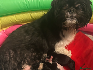 Shih Tzu dogs Shih tzu half imperial - Advert 13