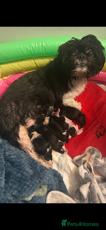 Shih Tzu dogs Shih tzu half imperial - Advert 1