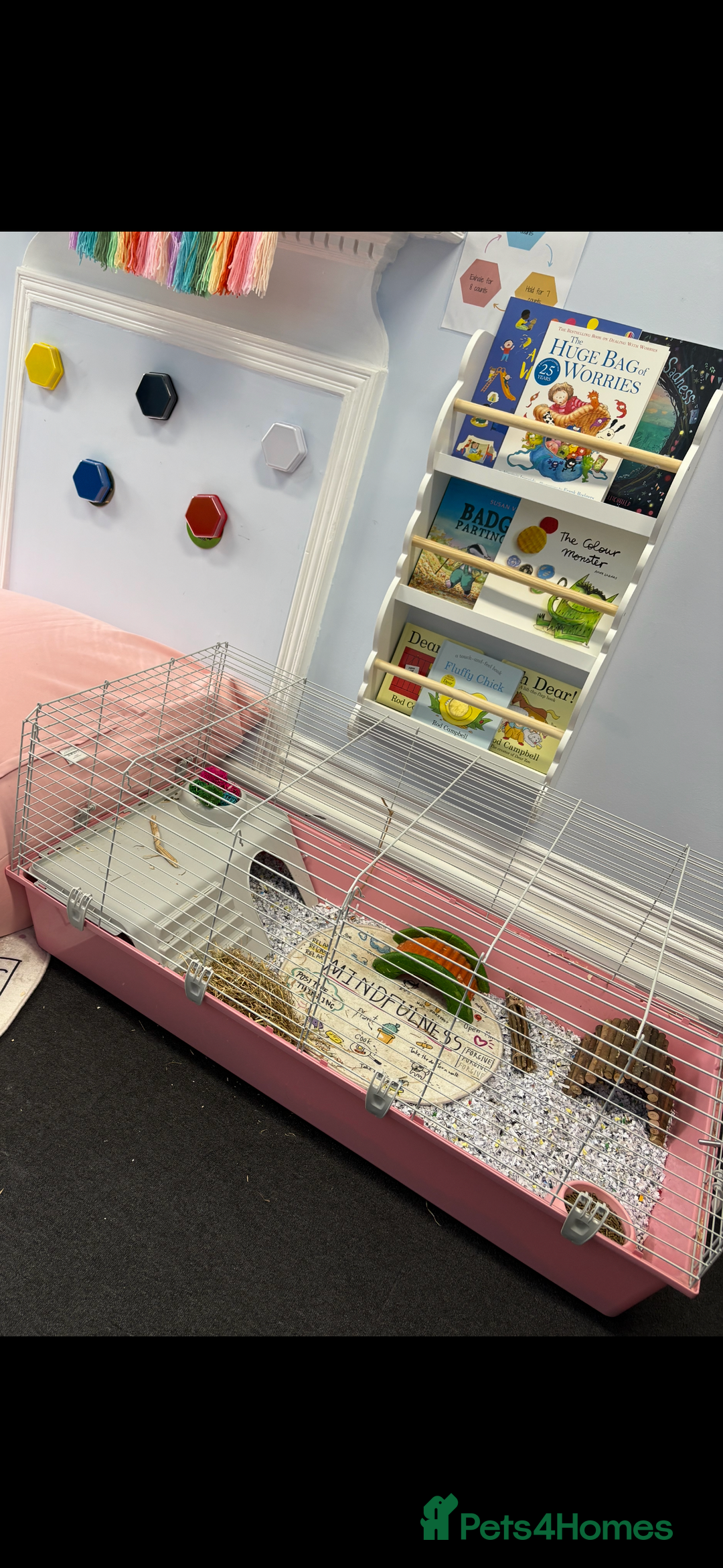 Guinea Pig rodents for sale: Pair of bonded female guinea pigs  - Advert 6