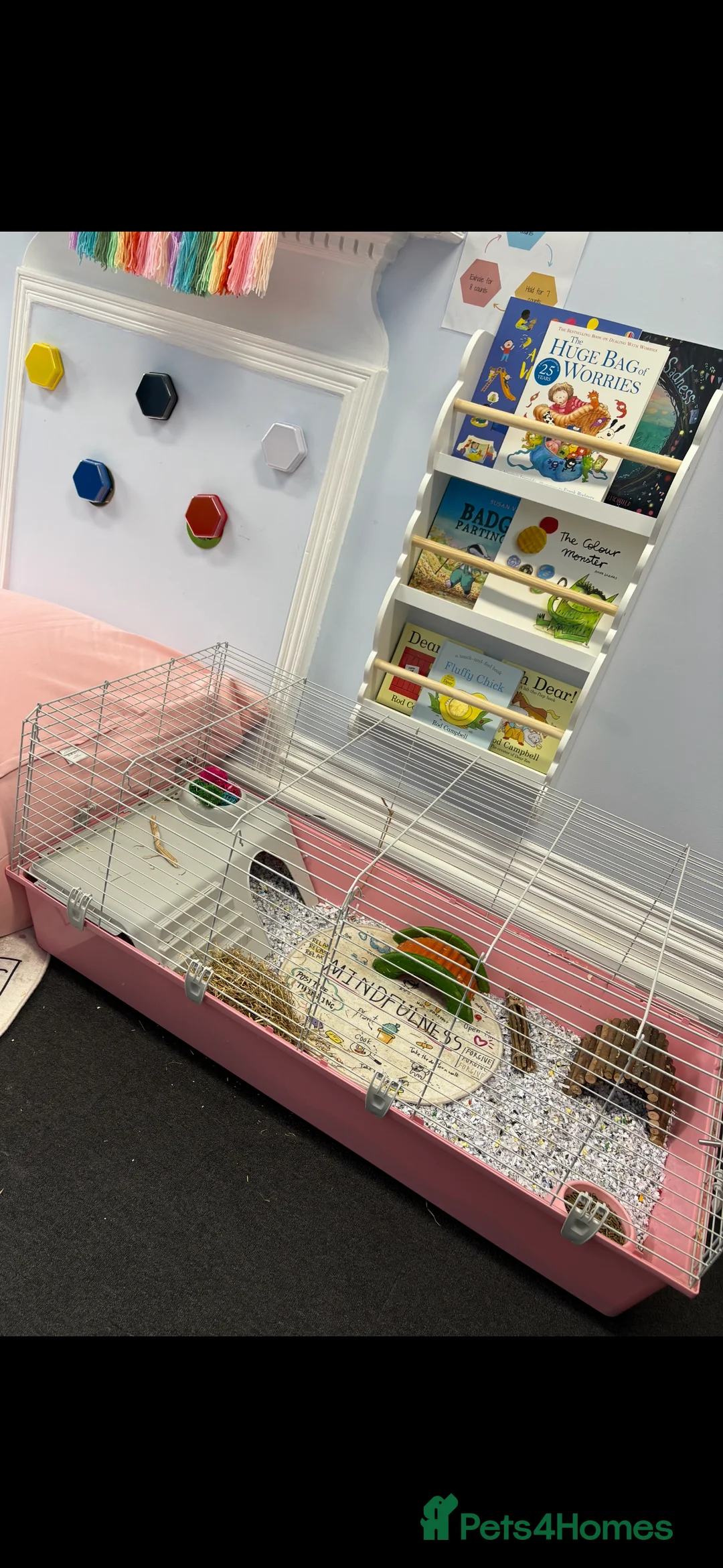 Guinea Pig rodents for sale: Pair of bonded female guinea pigs  - Advert 6