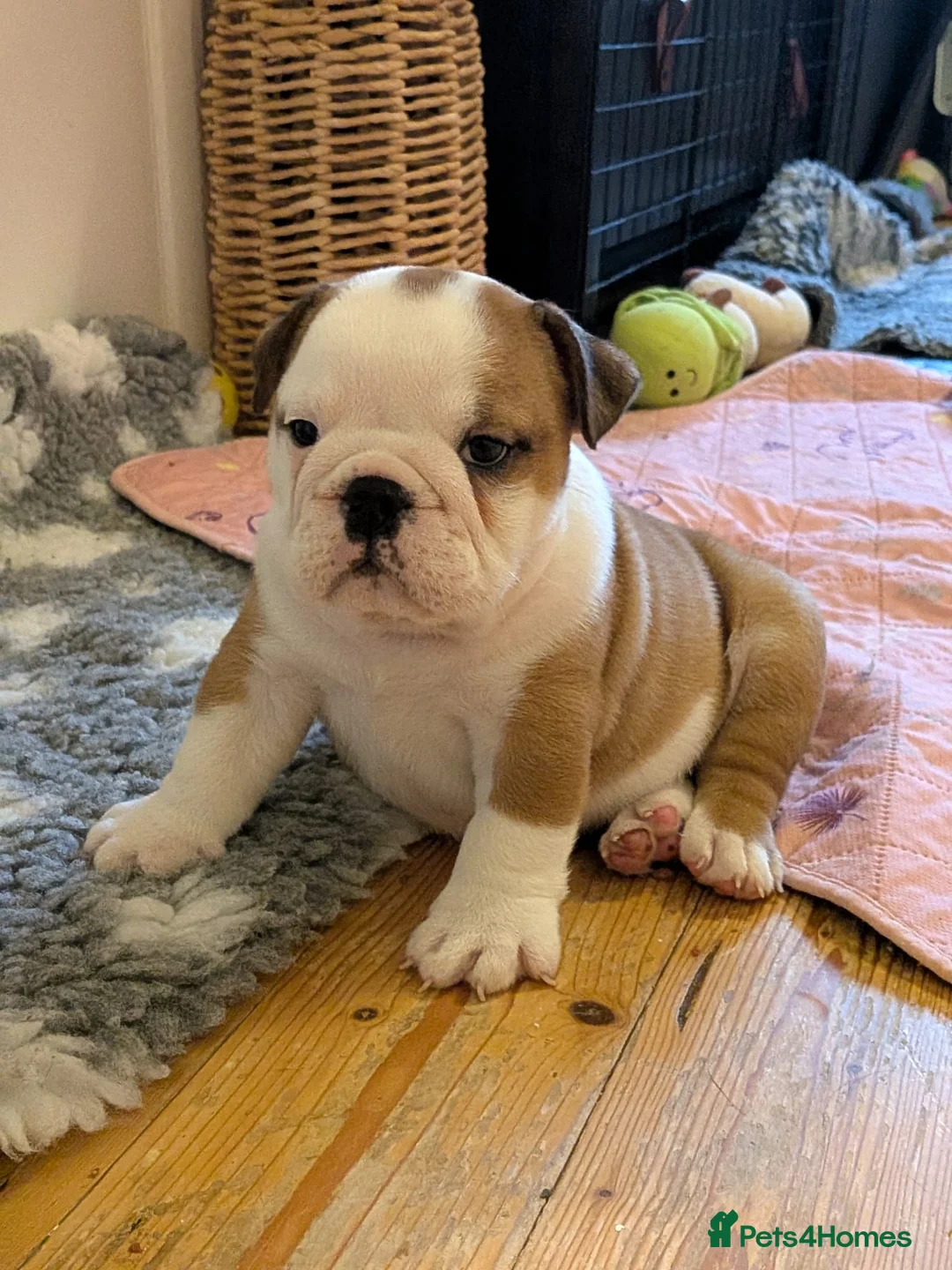 English Bulldog dogs for stud: Silver Health Tested - King 👑 joins the Stud Team - Advert 6