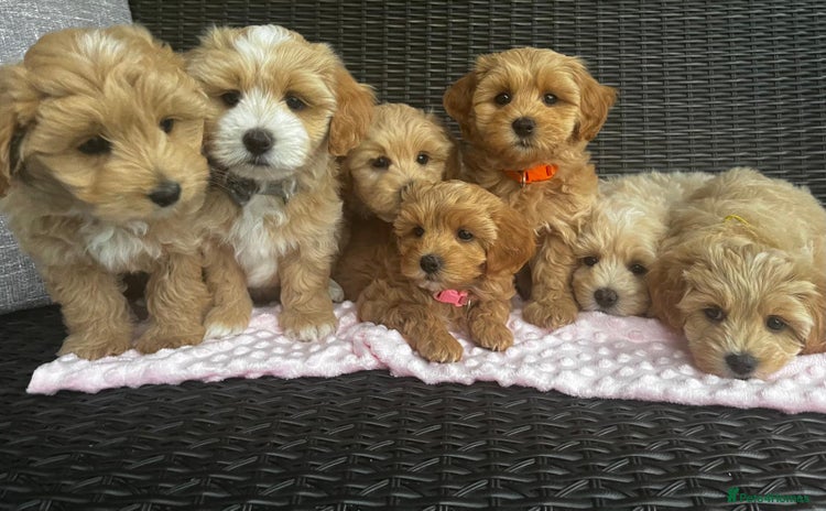 Maltipoo dogs - Advert 4