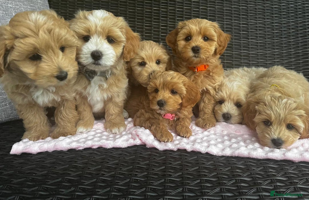 Maltipoo dogs for sale: Adorable Maltipoo  - Image 1