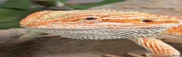 Bearded Dragon reptiles for sale: Baby bearded dragon for sale  in Rowley Regis - Advert 3