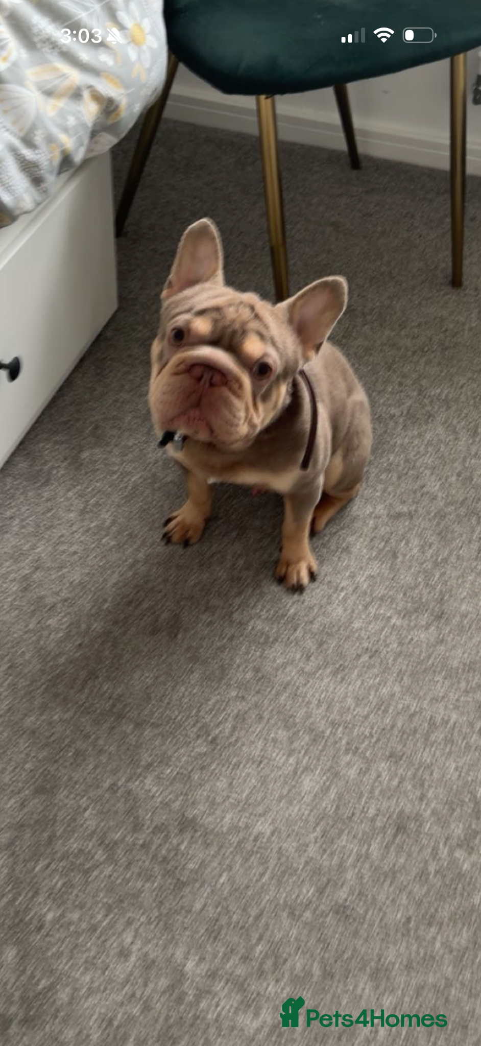 French Bulldog dogs for sale: Frenchie bulldog  in Preston - Advert 1