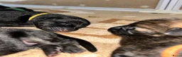 German Shepherd dogs for sale: Dm clear German shepherd pups born on the 19th sep - Advert 9