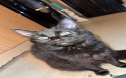 British Longhair cats for sale: Black female cat  - Image 1