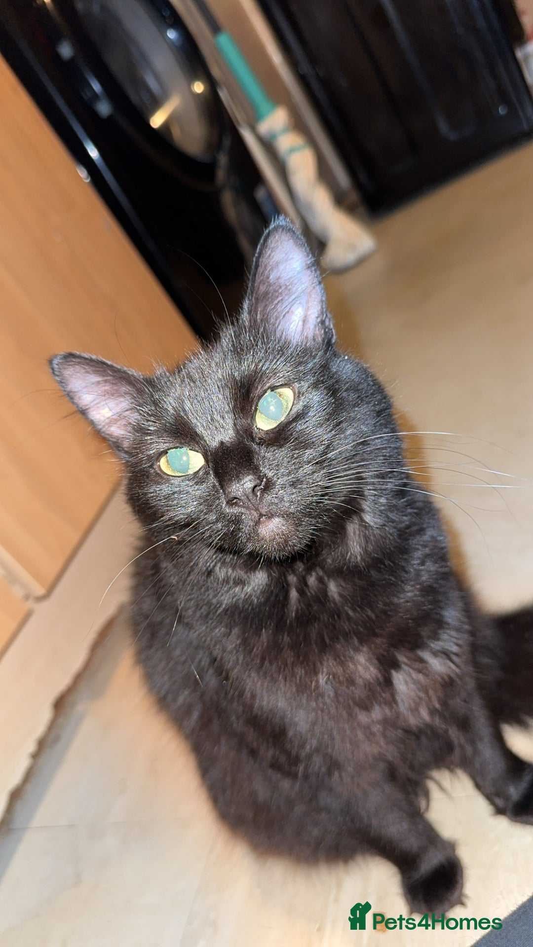 British Longhair cats for sale: Black female cat  - Image 1