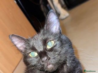 British Longhair cats - Advert 4