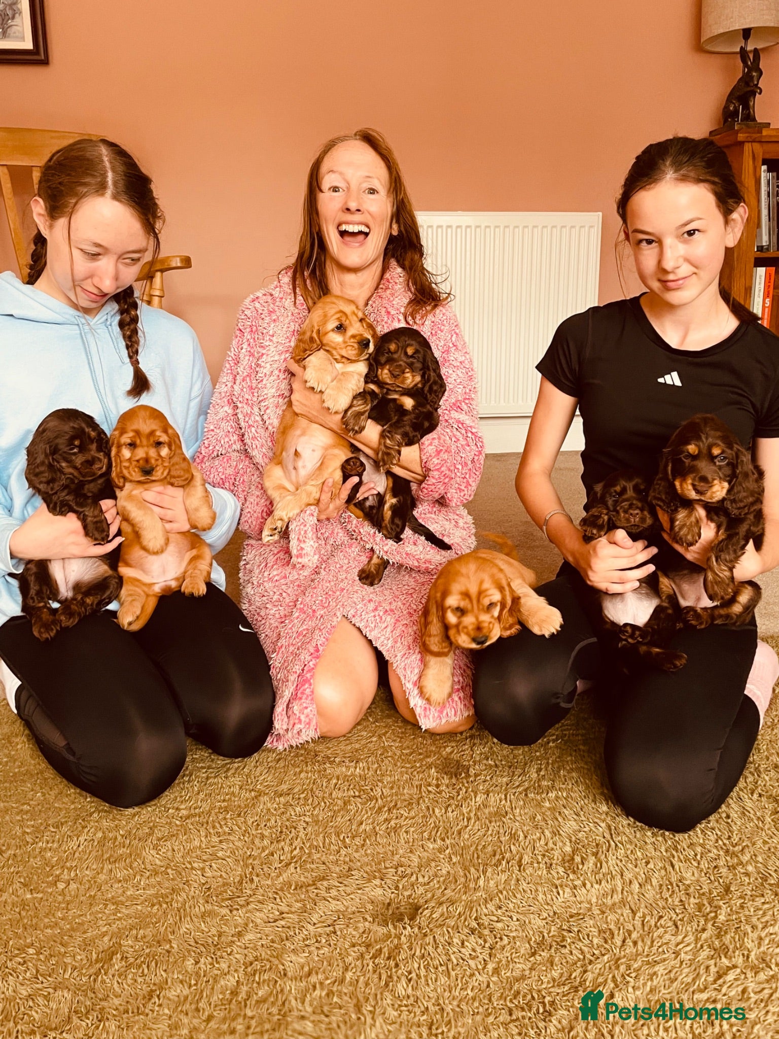 Cocker Spaniel dogs Top Quality Show cocker pups - Advert 1