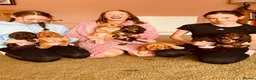 Cocker Spaniel dogs for sale: Top Quality Show cocker pups - Advert 1