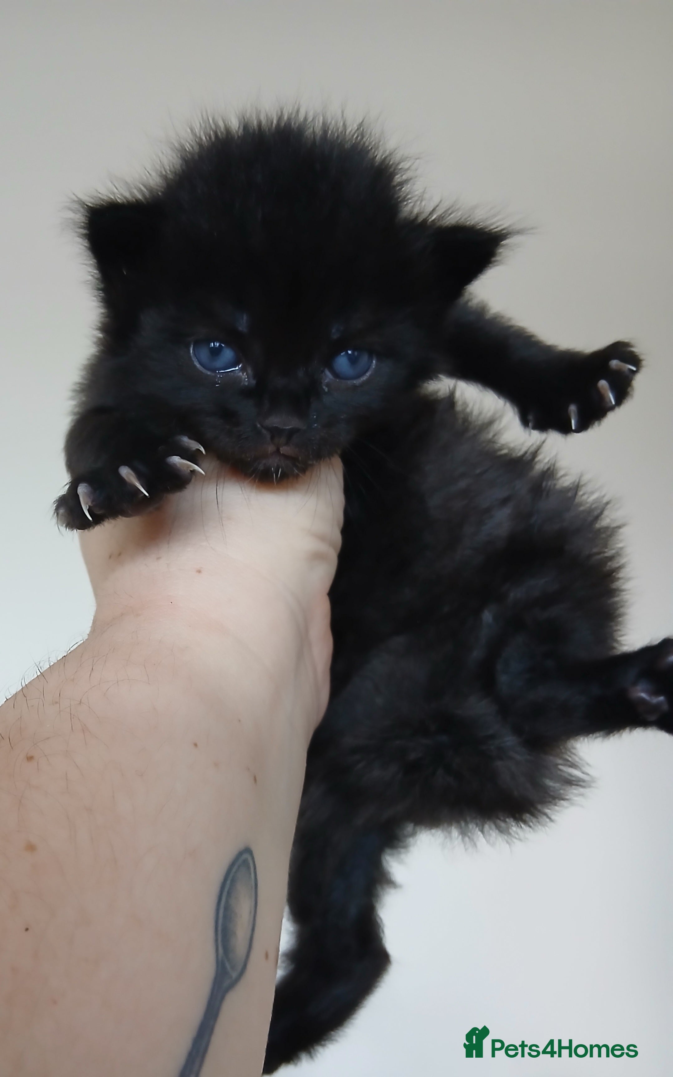 Mixed Breed cats All black male kitten - Advert 1