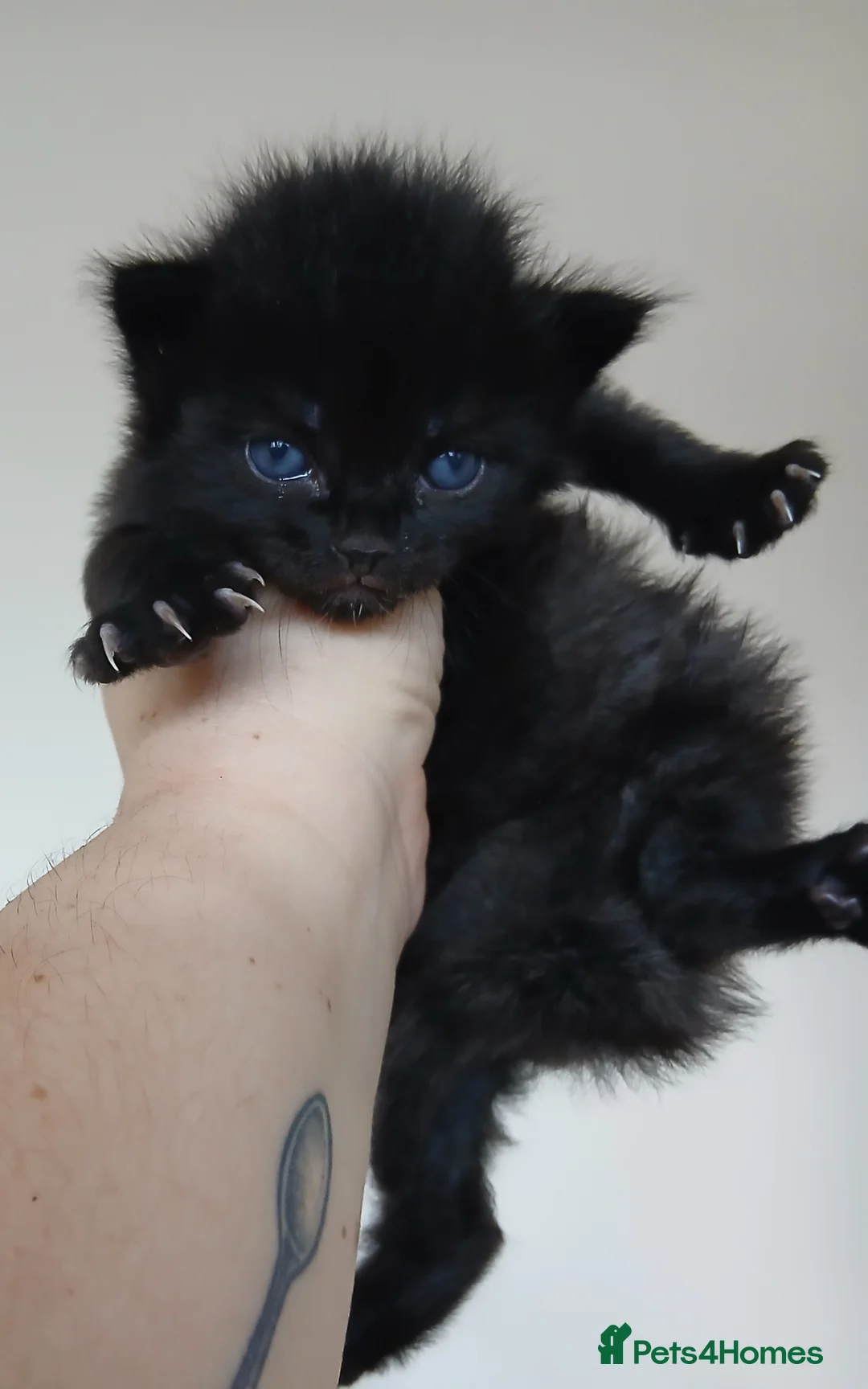 Mixed Breed cats for sale: All black male kitten - Advert 1