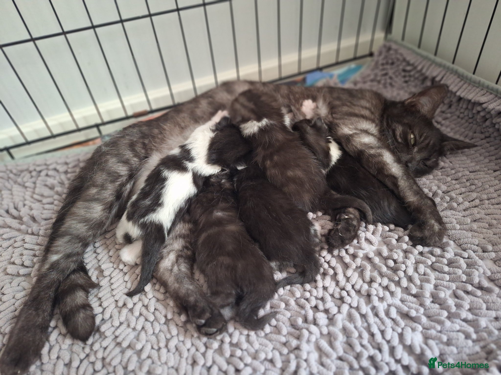Mixed Breed cats Bengal mix - beautiful kittens  - Advert 2
