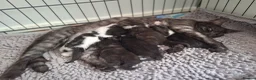 Mixed Breed cats for sale: Bengal mix - beautiful kittens  - Advert 1