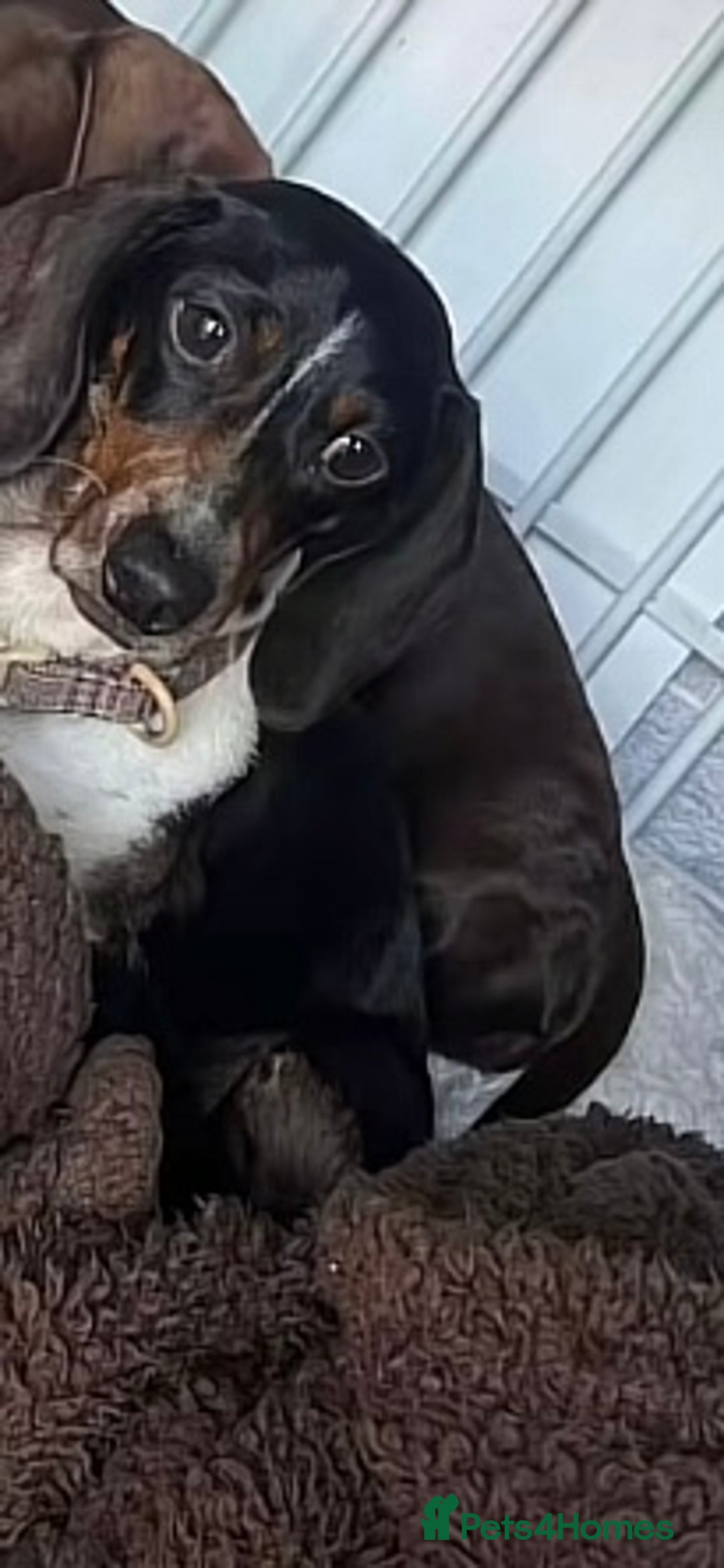 Miniature Dachshund dogs for sale: Miniature sausage dog  - Image 2