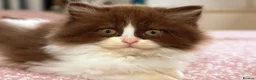 British Longhair cats for sale: Stunning Males TICA Reg - Advert 8