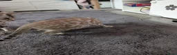 Bengal cats for sale: Beautiful Bengal kittens - Advert 5