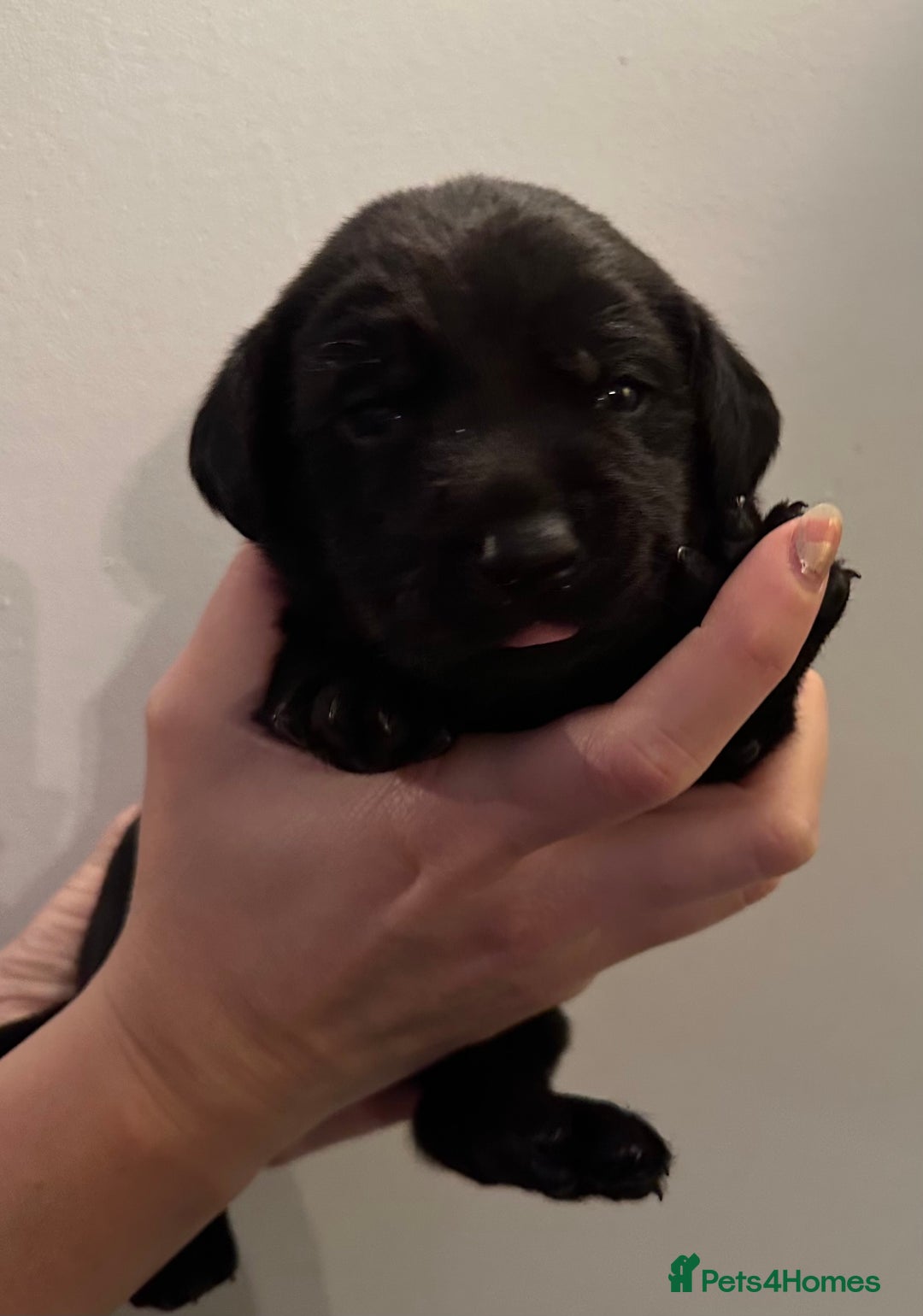 Labrador Retriever dogs for sale: Beautiful kc reg black labradors - Advert 18