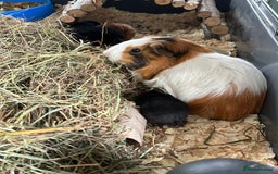 Guinea Pig rodents for sale: Baby guinea pigs for sale - Image 22