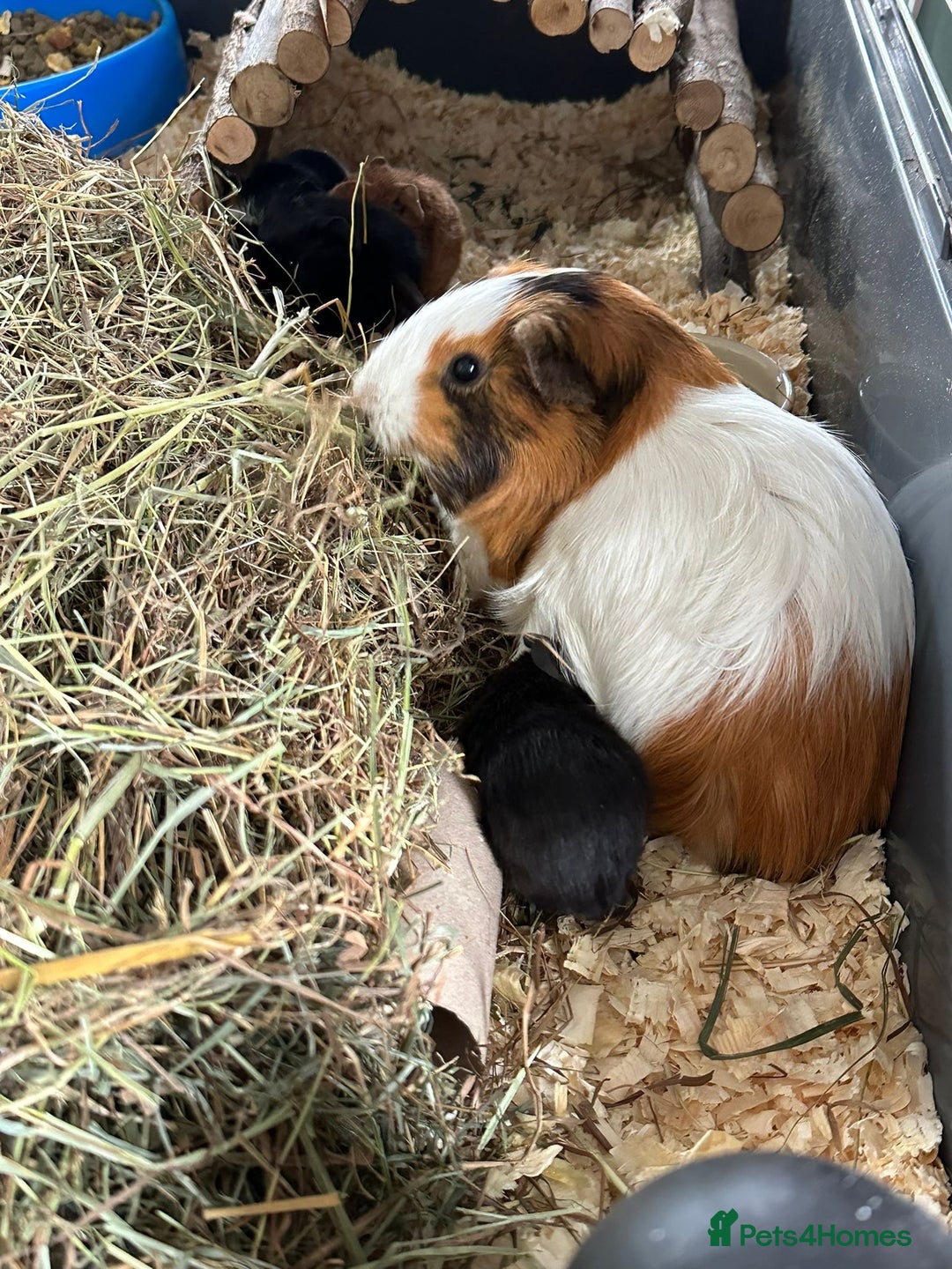 Guinea Pig rodents for sale: Baby guinea pigs for sale - Image 22