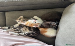 Domestic Shorthair cats for sale: 3 beautiful kittens - Image 6