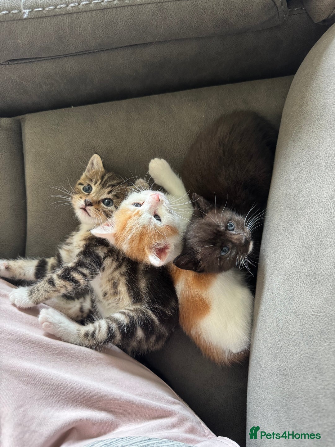 Domestic Shorthair cats for sale: 3 beautiful kittens - Image 6