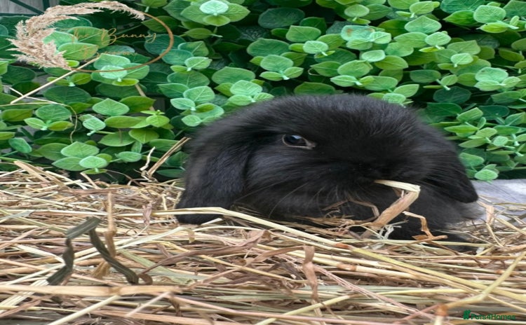 Mini Lop rabbits - Advert 14