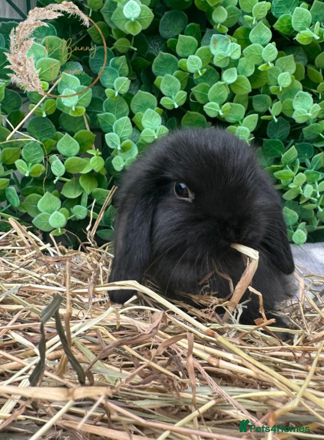 Mini Lop rabbits for sale: Gorgeous Pure Bred Mini Lop Ready To Leave  - Image 1