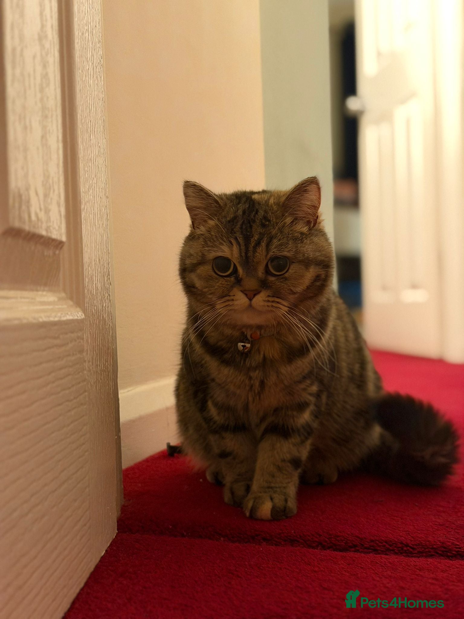 Scottish Fold cats for sale: Tiger kitten - Advert 2