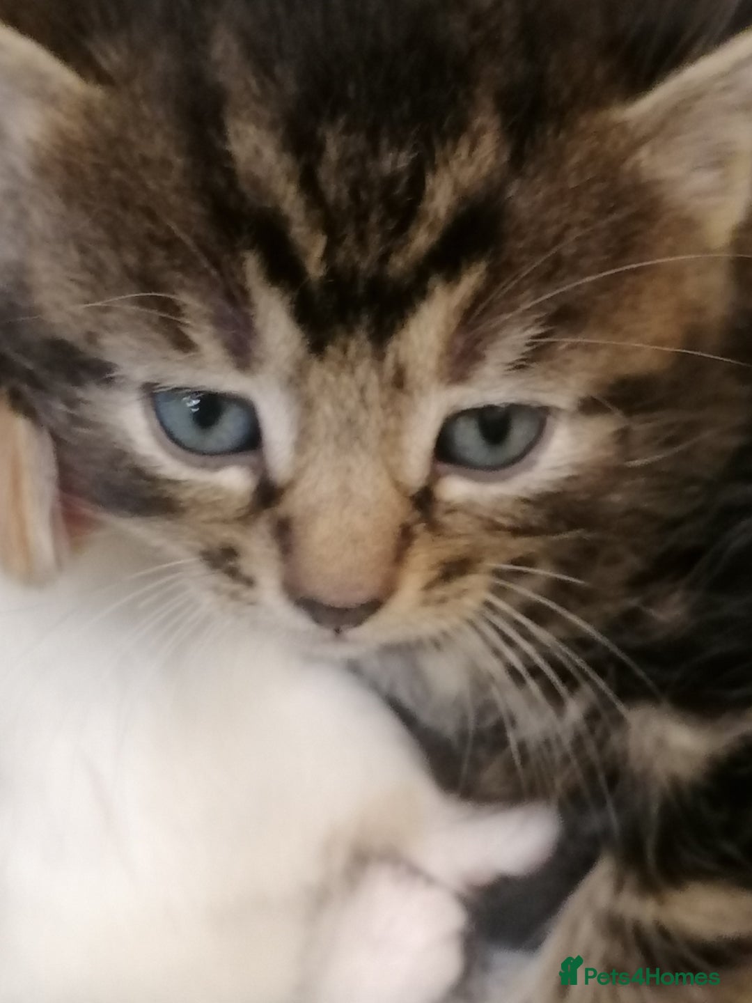 Mixed Breed cats for sale: Outstandingly gorgeous mixed kittens  - Image 3