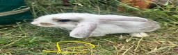 Mixed Breed rabbits for sale: X8 Baby Rabbits  - Advert 5