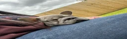 French Bulldog dogs for sale: Female French bulldog - Advert 3