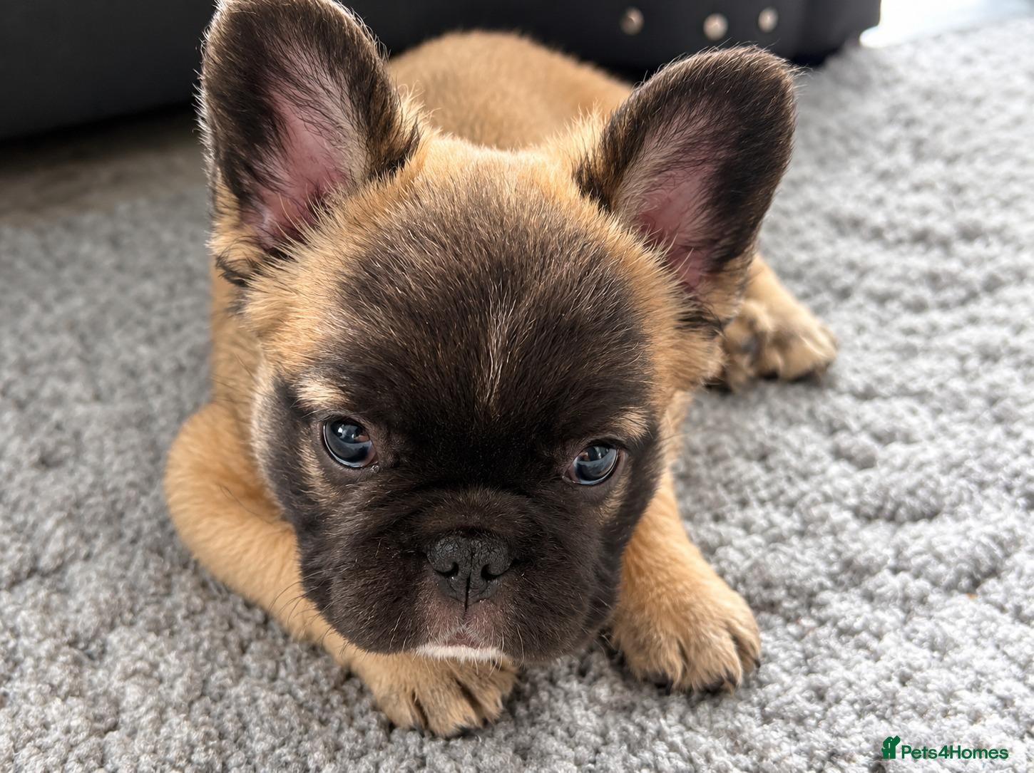 French Bulldog dogs for sale: Stunning litter of 1 boy & 3 girls Frenchies pups - Advert 1