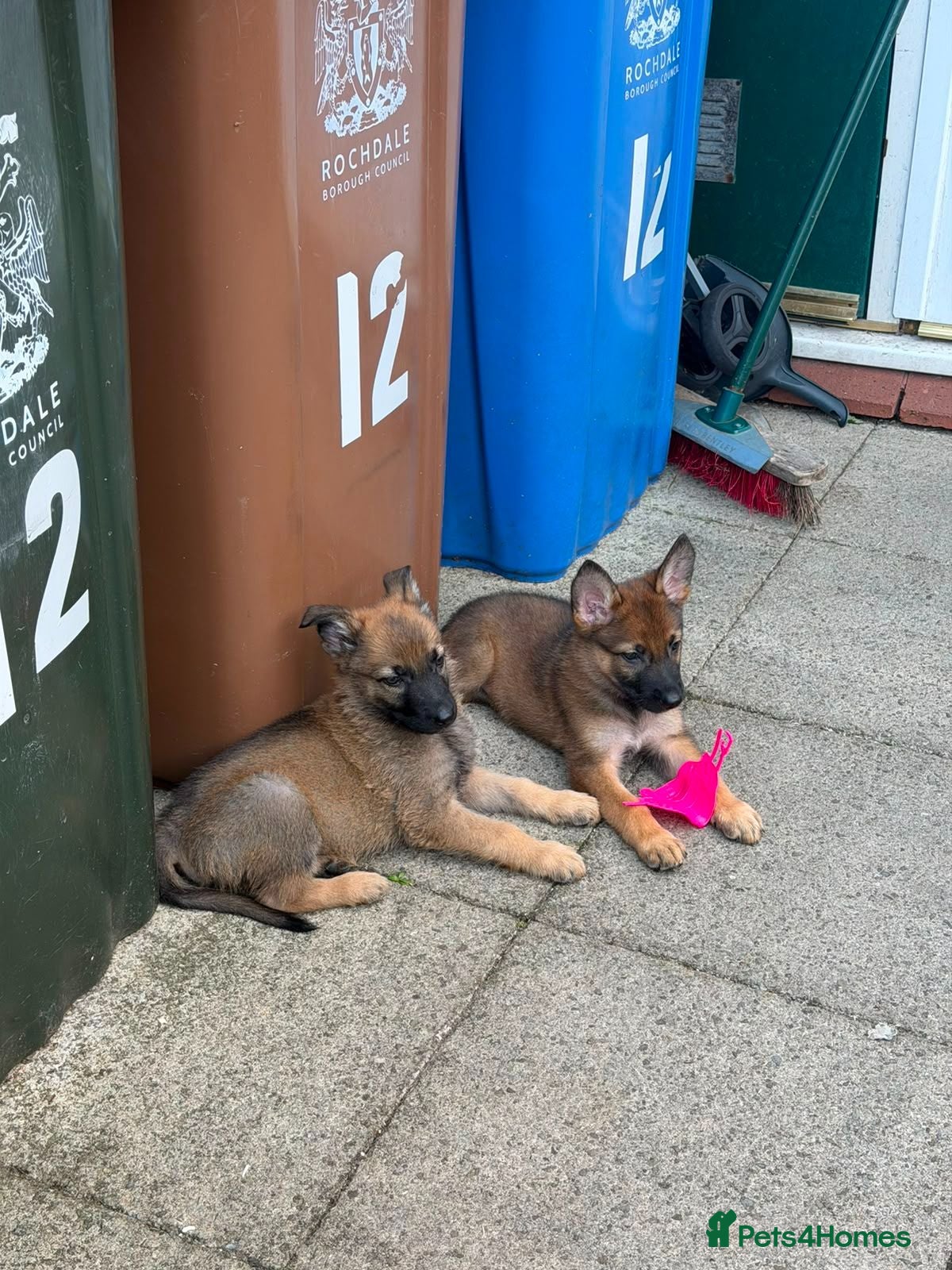 German Shepherd dogs READY TO LEAVE GERMAN SHEPHERD PUPPYS - Advert 1