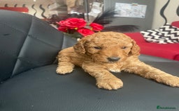 Cavapoo dogs for sale: Absolutely stunning Cavapoo Puppies for sale. - Image 6