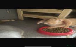 Mini Lop rabbits for sale: Downsizing various mini lops - Image 3