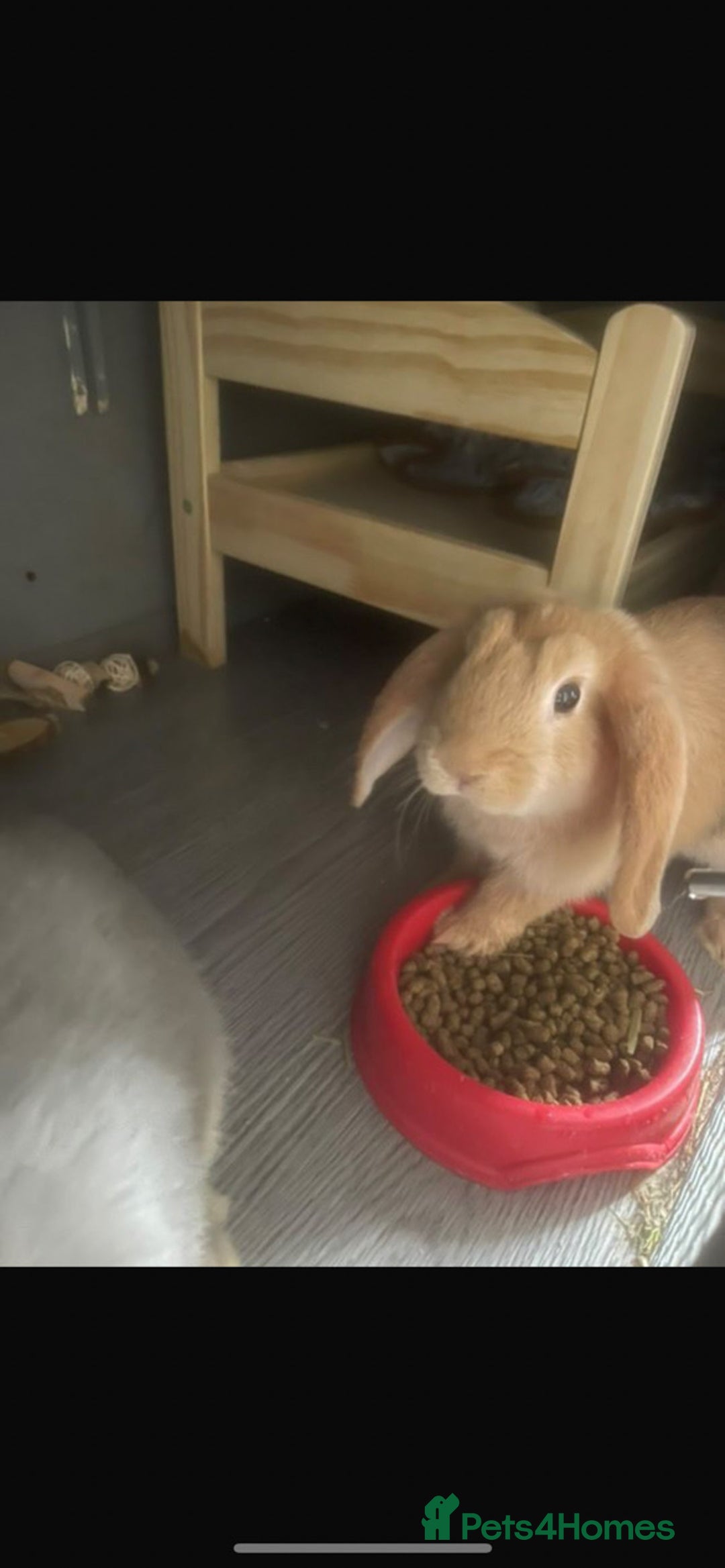 Mini Lop rabbits for sale: Downsizing various mini lops - Image 3