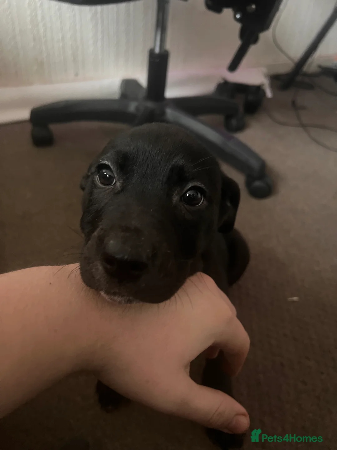 Mixed Breed dogs for sale: 8 Beautiful Mastiff x Staff x Black Mouth Cur Pups - Advert 6