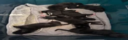 Mixed Breed dogs for sale: Puppies for sale  - Advert 9